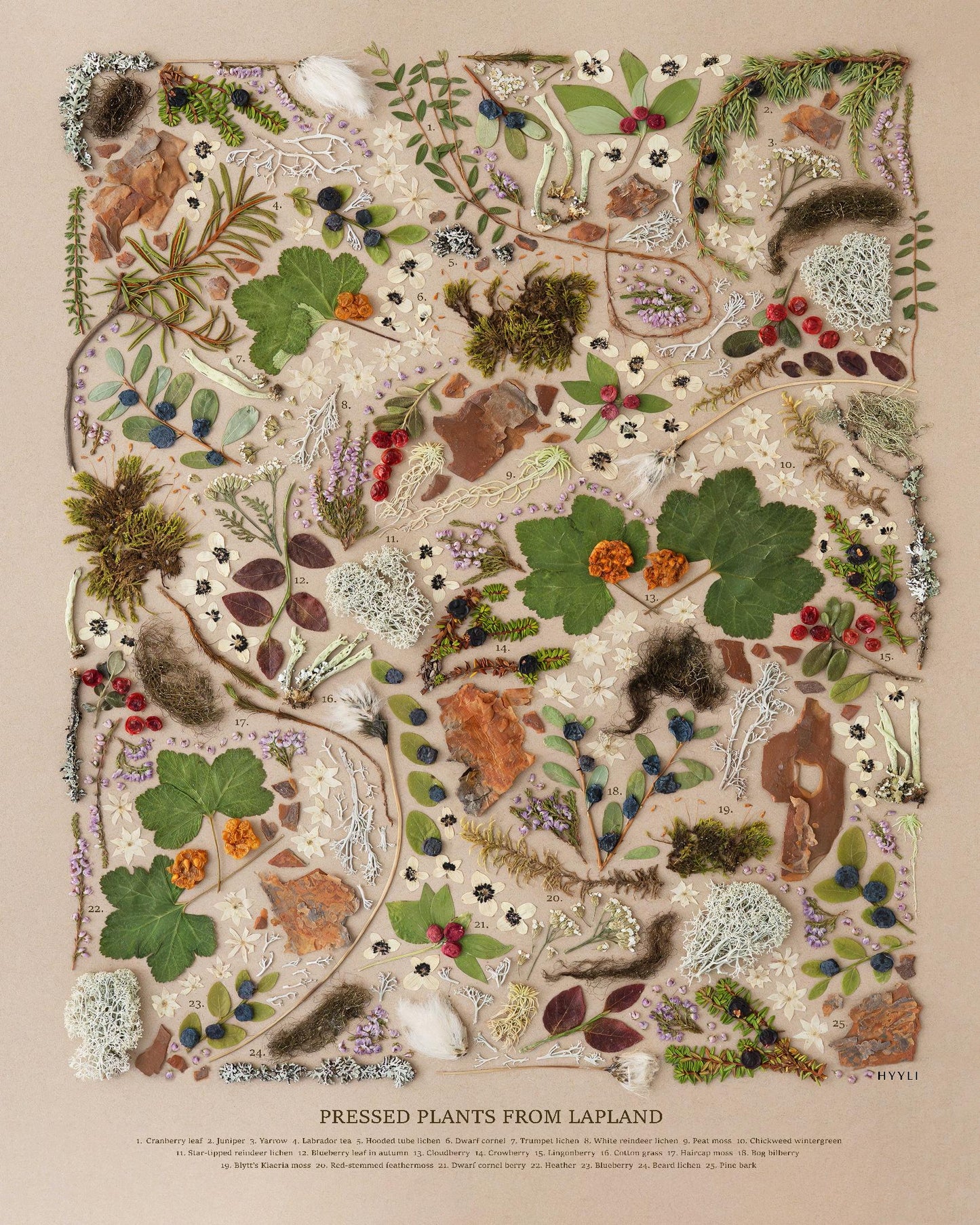 Sisustusjuliste, Lapin valo