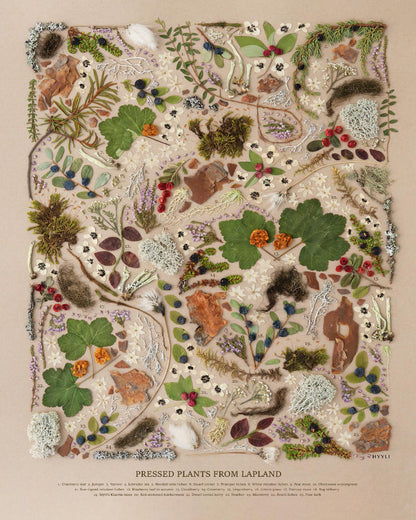 Sisustusjuliste, Lapin valo