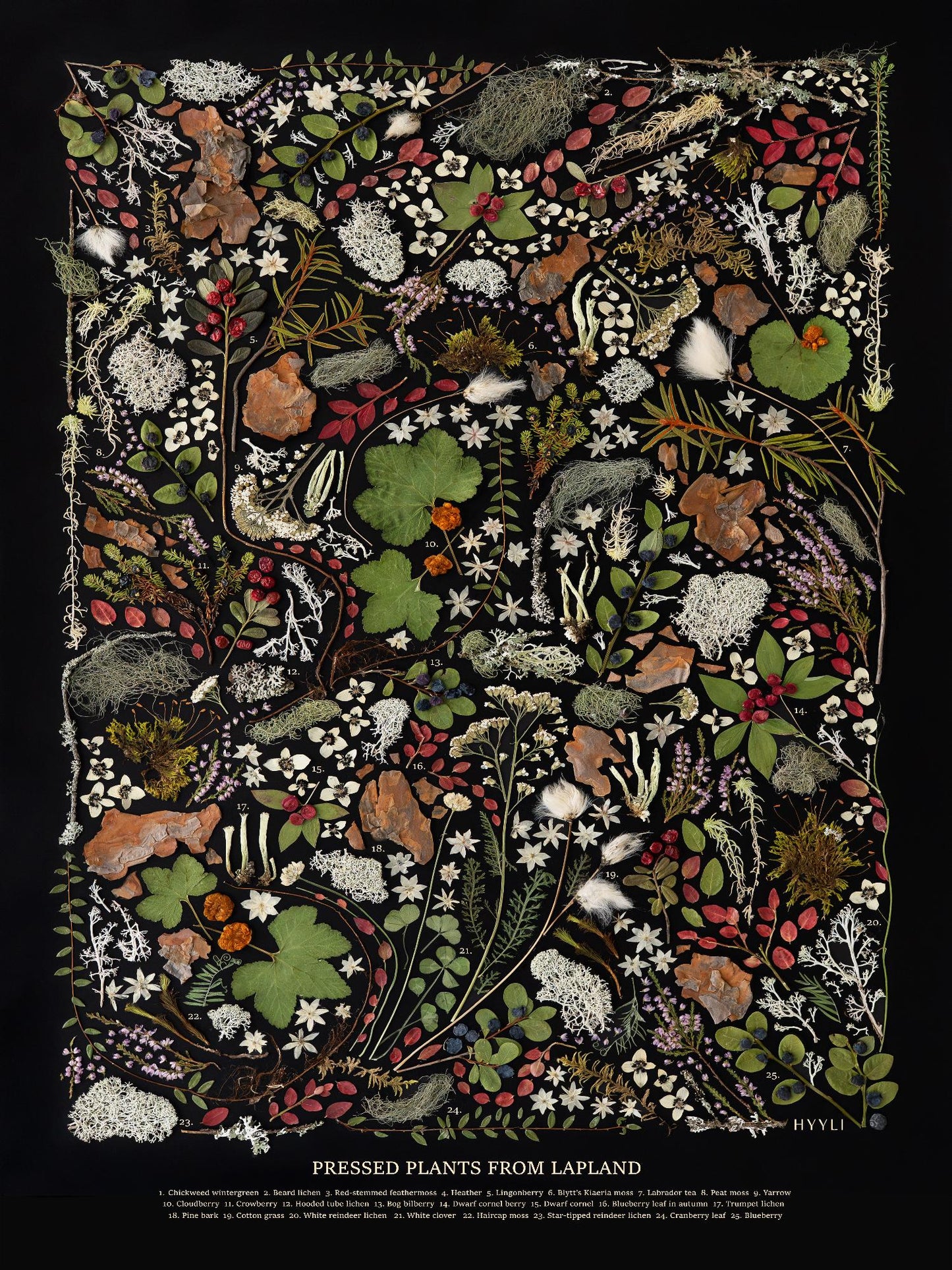 Sisustusjuliste, Lapin syli